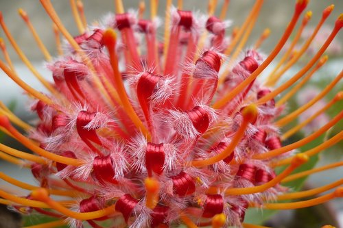 flower  close up  botany