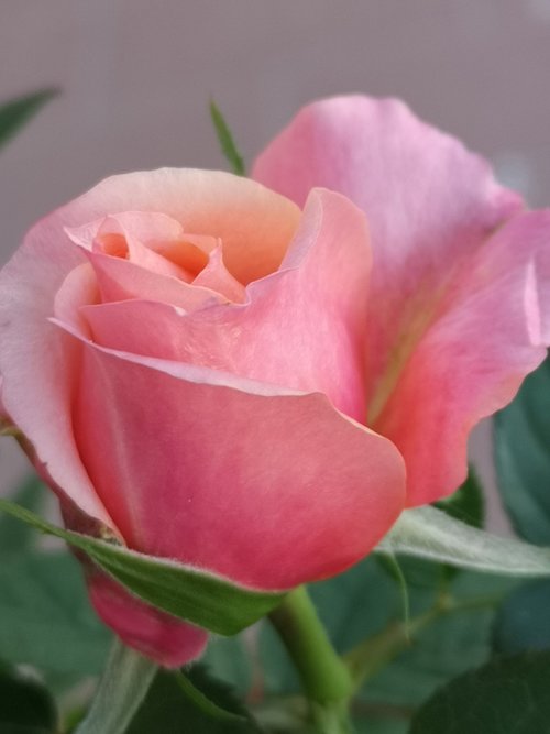 flower  rose  bud