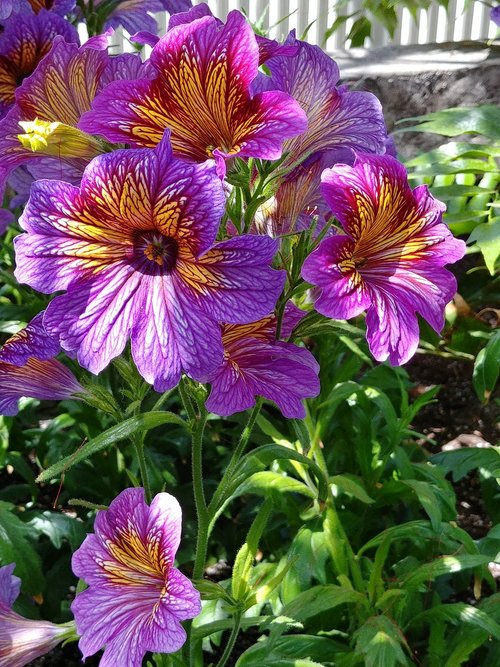 flower  blooming  violet