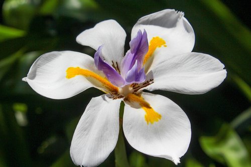 flower  purple  white