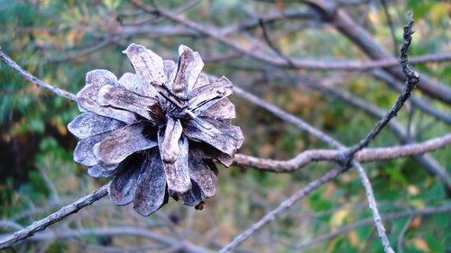 flower  autumn  plant