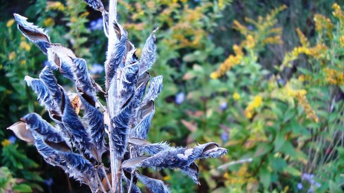 flower  autumn  plant