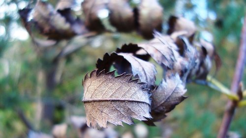 flower  autumn  plant