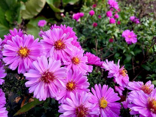 flower  herbstastern  asters