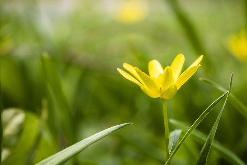 flower  spring  yellow