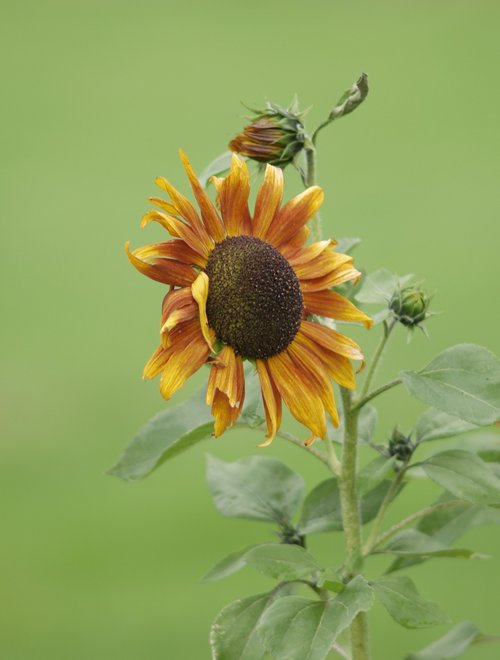 flower  sunflower  flora
