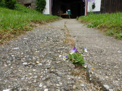flower asphalt pansy