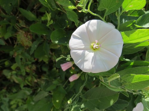 flower  green  white