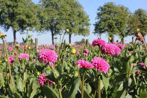 flower dahlia dahlia field