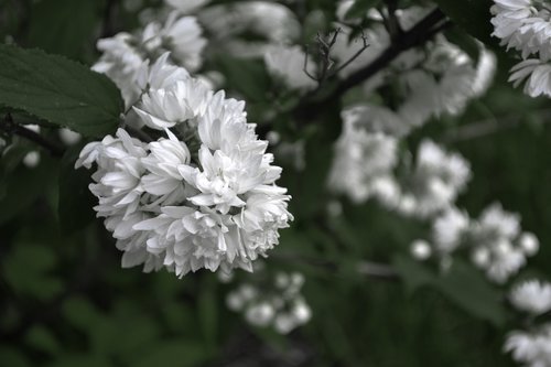 flower  nature  leaf