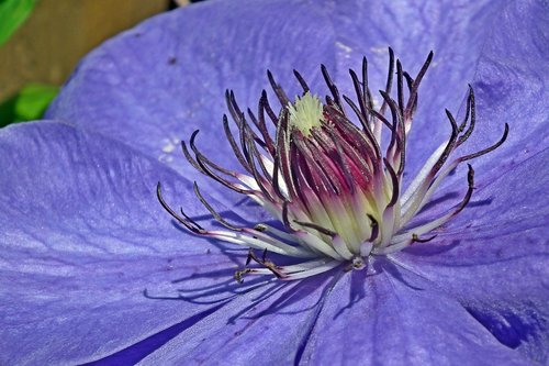 flower  clematis  blue