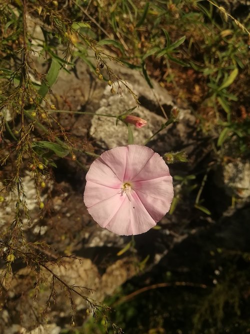 flower  pink  nature