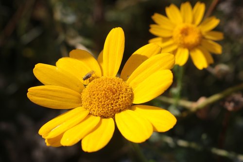 flower  yellow  sun