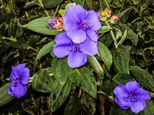 flower lilac plant