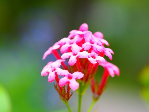 flower  pink  petals