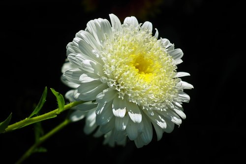 flower  aster  white