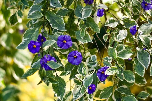 flower  violet  plant