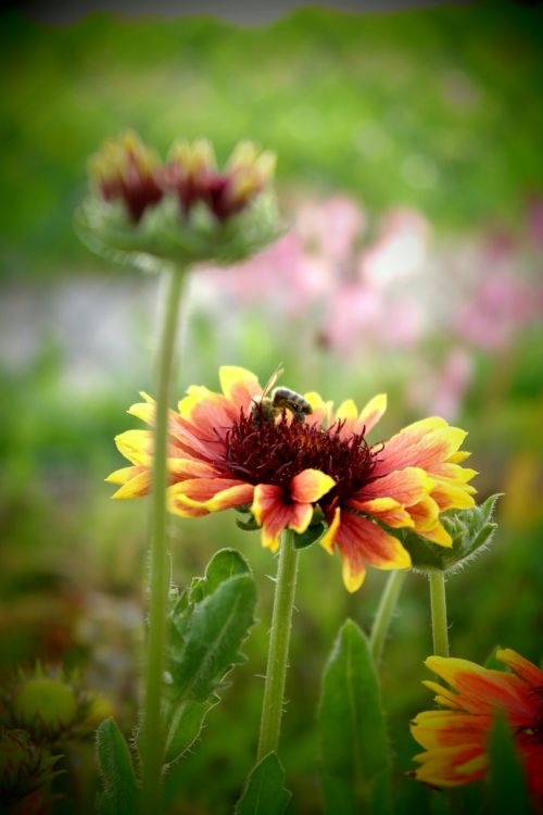 flower process pollination