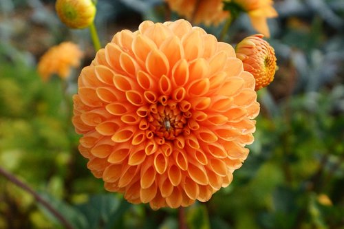 flower  orange  nature