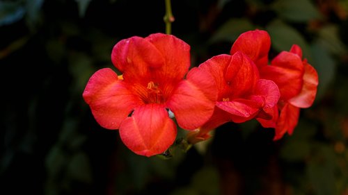 flower  beauty  plant