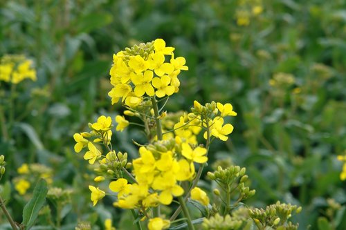 flower  yellow  spring