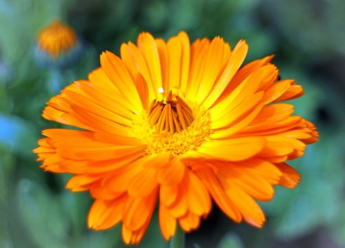 blossom bloom marigold