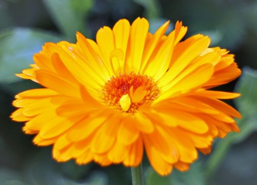 blossom bloom marigold