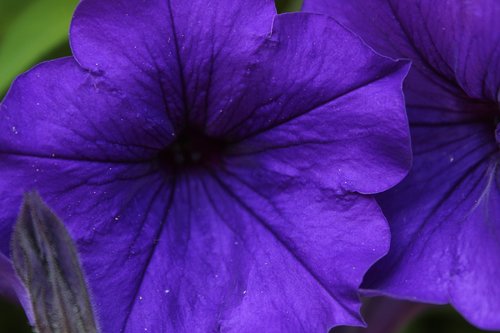 flower  violet  nature