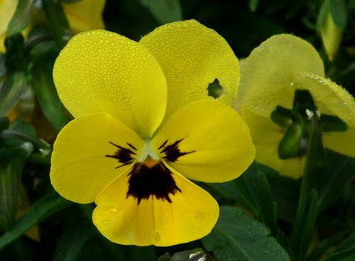 flower  pansy  yellow