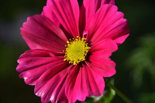 flower  glowing  pink