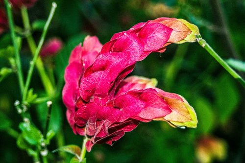 flower  red  nature