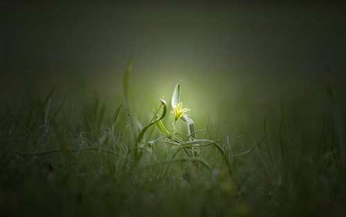 flower  morning  waterdrops