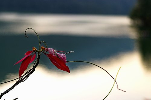 flower  nature  lake