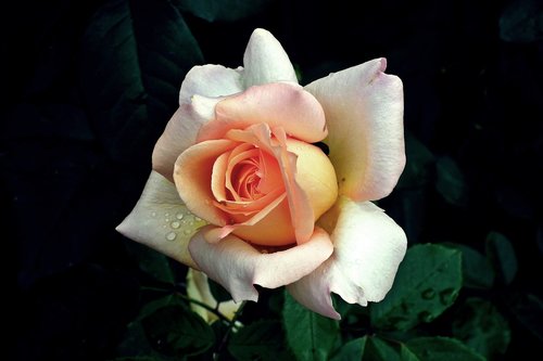 flower  rose  color