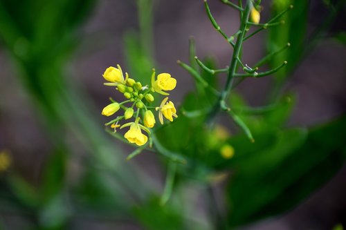 flower  yellow  mustard