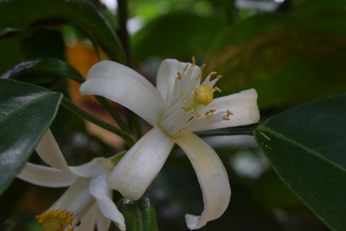 flower  naranjo  orange blossom