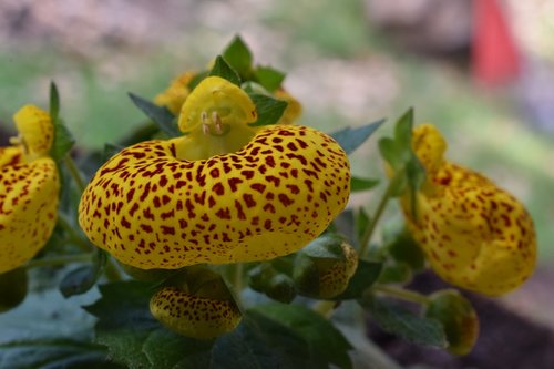 flower  orchid  nature