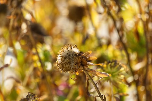 flower  faded  autumn