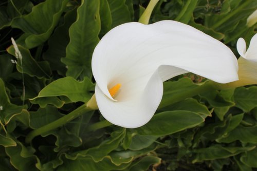 flower  lilly  calla lilly