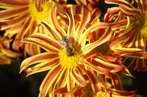 flower  nature  blossom