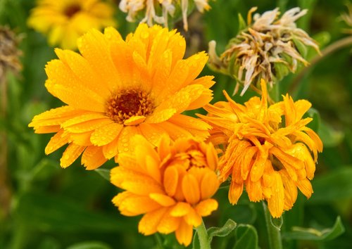 flower  flourished  orange