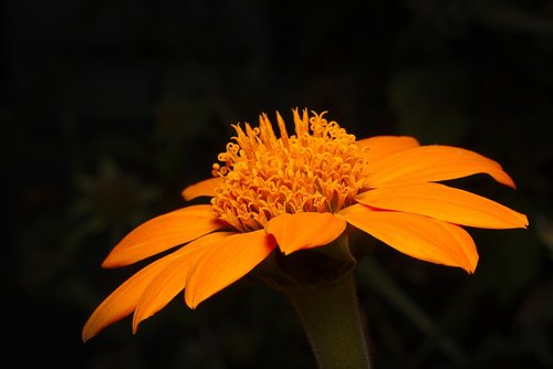 flower  autumn  orange