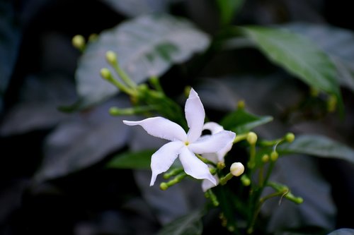 flower  bud  nature