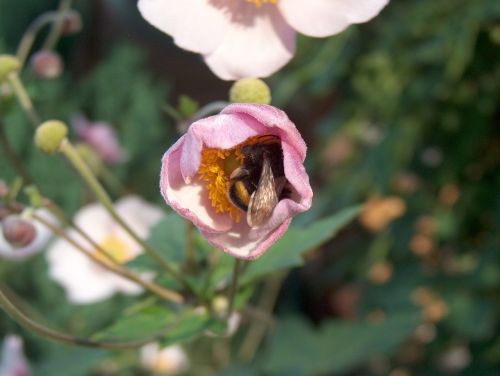 flower plant blossom