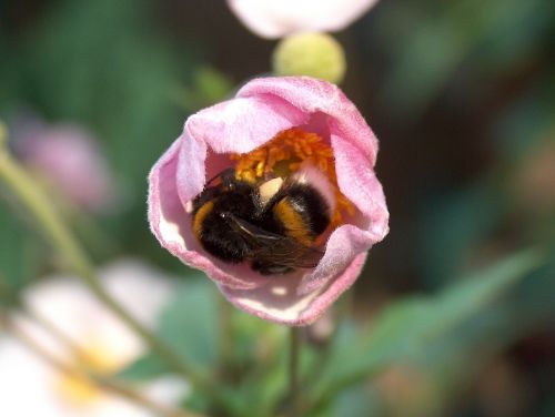 flower plant blossom