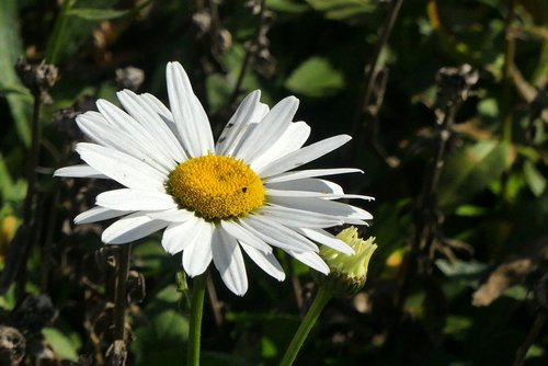 flower  daisy  nature