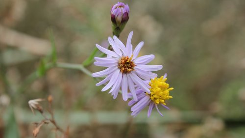 flower  summer  spring