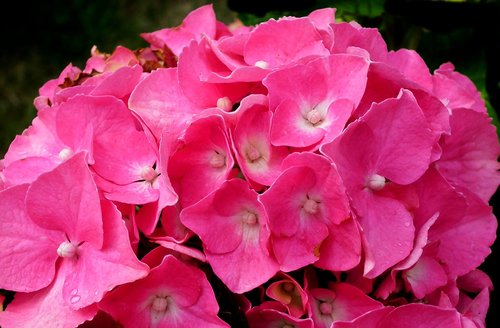 flower  hydrangea  garden