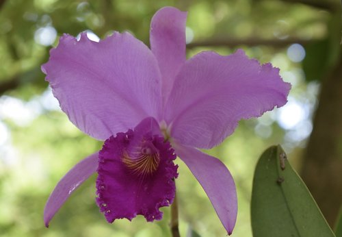 flower  colombia  orchid