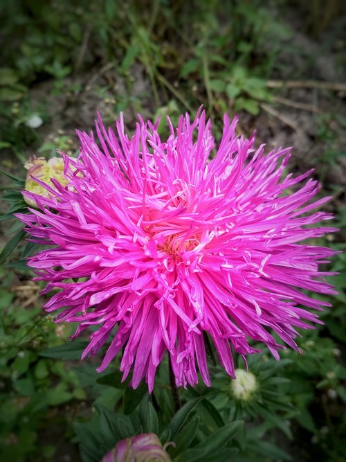 flower  pink  spring